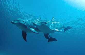 Dolphins in Los Roques