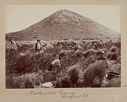 Mutton-bird Egging on Mount Chappell Island (1893)