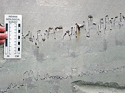 Stylolites in limestone