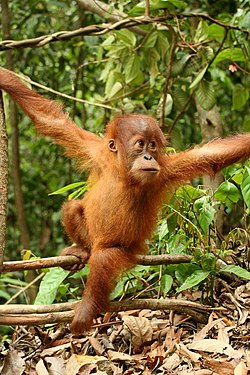 A baby hanging onto branches at Bukit Lawang