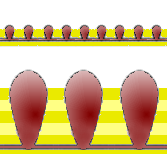 Horodyskia may have been an early metazoan,[15] or a colonial foraminiferan.[161] It apparently re-arranged itself into fewer but larger main masses as the sediment grew deeper round its base.[15]