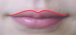 Cupid's bow feature of a human lip