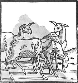 The first image of llamas in Europe, 1553