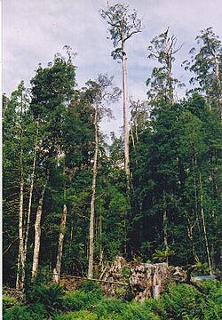 Eucalyptus regnans exceeding 80 metres (260 ft), in an area of extensive logging, Tasmania