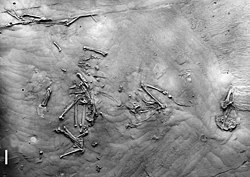 Wieslochia fossil