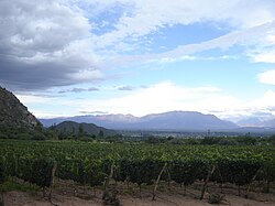 A vineyard in the Cafayate region of Calchaquí Valleys, Salta, utilizing modern vine training and drip irrigation techniques.