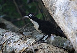 Male chowchilla, Orthonyx spaldingii