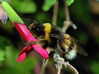 Bombus terrestris stealing nectar