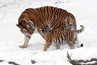 The Siberian tiger is an endangered tiger subspecies. Three tiger subspecies are extinct (see List of carnivorans by population).[2]