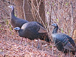 Eastern wild turkey (M. g. silvestris) hens