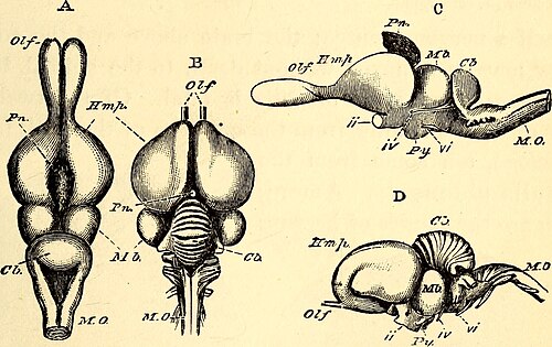 Anatomical comparison between the brain of a lizard (A and C) and the brain of a turkey (B and D). Abbreviations: Olf, olfactory lobes; Hmp, cerebral hemispheres; Pn, pineal gland; Mb, optic lobes of the middle brain; Cb, cerebellum; MO, medulla oblongata; ii, optic nerves; iv and vi, nerves for the muscles of the eye; Py, pituitary body.