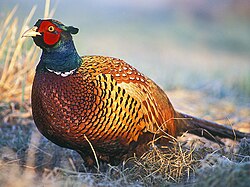 Male of hybrid stock in PolandNote thin white neck-band due to a ring-necked subspecies' contribution to hybrid gene pool