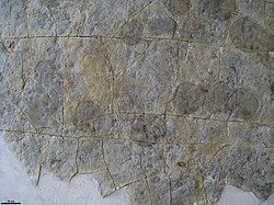 Traces like Epibaion from the Ediacaran represent trace fossils of feeding and movement by members of the phylum proarticulata