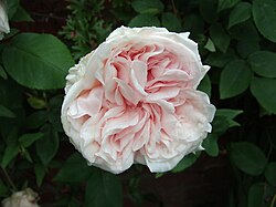 A climbing sport of the elite 'Souvenir de la Malmaison', introduced before 1893, typical of a modern cottage garden.