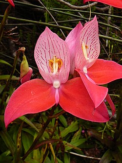 Disa uniflora flowers