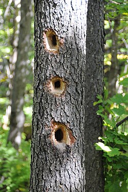 Holes bored by feeding woodpeckers