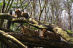 Lions in a tree near Lake Nakuru
