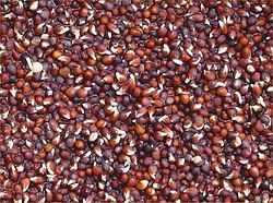 Brassica campestris germinating seeds