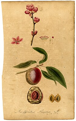 From Deutschlands wildwachsende Arzney-Pflanzen (Germany's Wild Medicinal Plants), 1828