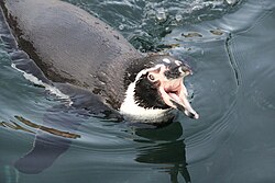 A humboldt penguin with open beak at Copenhagen Zoo, Denmark