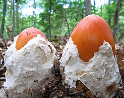 Amanita jacksonii buttons emerging from their universal veils