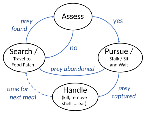 A basic foraging cycle for a predator, with some variations indicated[25]
