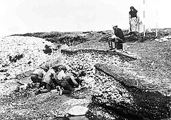 Excavation of the Ertebølle middens in 1880