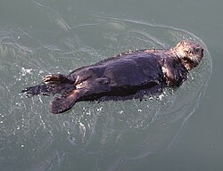 The sea otter has the densest fur of modern mammals.