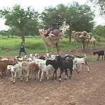 Tuareg pastoralists and their herds flee south into Nigeria from Niger during the 2005–06 Niger food crisis