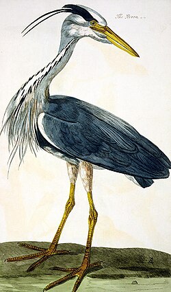 "The Heron" engraved by Peter Mazell from painting by Peter Paillou, in Pennant's British Zoology