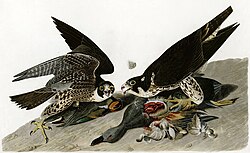 A pair of peregrines eating ducks. Illustration by John James Audubon