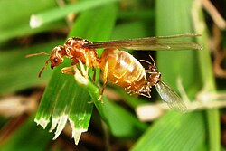 Winter ant (Prenolepis imparis) mating, the drone is much smaller than the queen