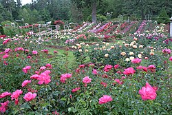 Portland's climate is conducive to the growth of roses. Pictured here is the International Rose Test Garden.
