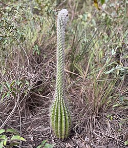 Aberrant form of Lagenosocereus