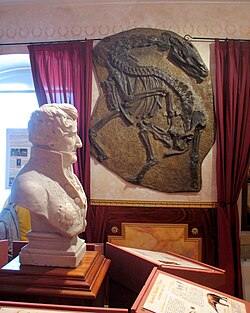 Bust of the paleontologist Georges Cuvier (left) and a cast skeleton of Palaeotherium magnum (named by Cuvier in 1804, right), Cuvier Museum of Montbéliard