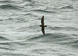 Leach's storm petrel