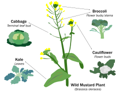 Selective breeding enlarged desired traits of the wild cabbage plant (Brassica oleracea) over hundreds of years, resulting in dozens of today's agricultural crops. Cabbage, kale, broccoli, and cauliflower are all cultivars of this plant.