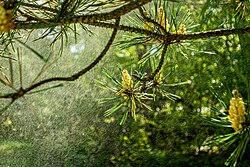 A pine releasing pollen into the wind