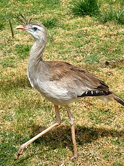 Red-legged seriema, Cariama cristata