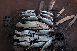 Fish preparation in a Xingu community.