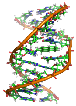 A covalent adduct between a metabolically activated form of benzo[a]pyrene, the major mutagen in tobacco smoke, and DNA[82]