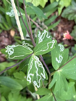 Photograph of leaf miner damage on an Aquilegia canadensis leaf