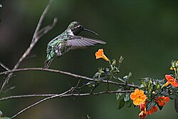 The ruby-throated hummingbird can beat its wings 52 times a second.