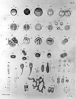 Cleavage and division of the cell of an egg of a vertebrate (Remak, 1855).