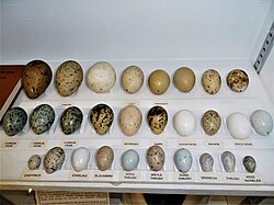 Eggs of various birds, labelled (Trinity College Zoological Museum, Dublin)
