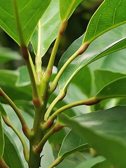 Pulvini at both ends of the petioles of Elaeocarpus multiflorus