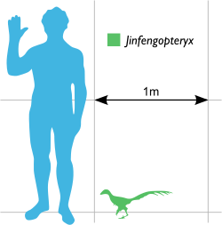 Size compared with a human