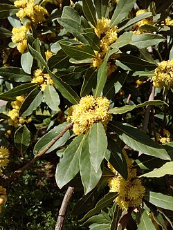 Laurus nobilis in bloom