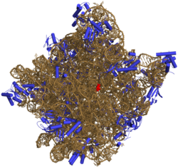 Three-dimensional representation of the 50S ribosomal subunit. Ribosomal RNA is in brown, proteins in blue. The active site is a small segment of rRNA, indicated in red.