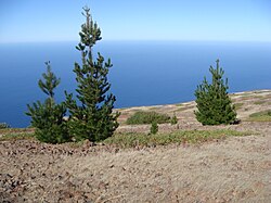 Pinus radiata var. binata